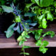 bunches of herbs